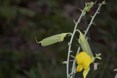 Crotalaria spectabilis